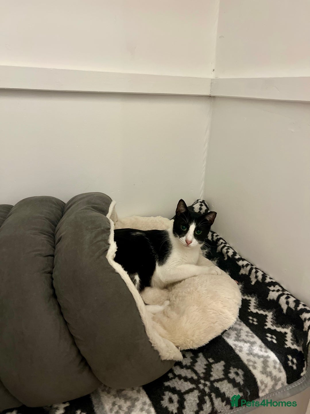 Arabian Mau cats for adoption: Minnie  - Advert 2