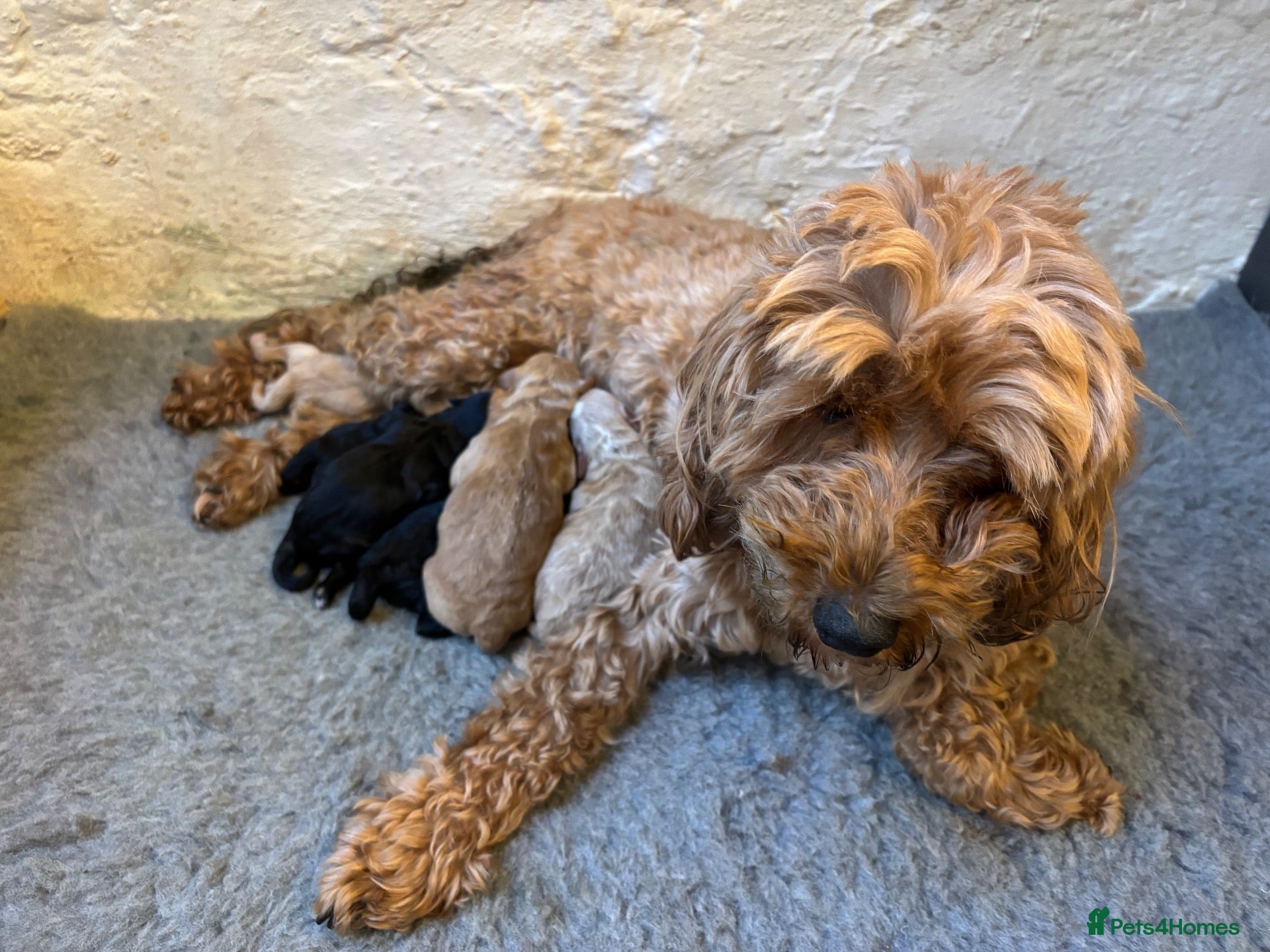 Mixed Breed dogs for sale: Incredible puppies for sale  - Advert 14