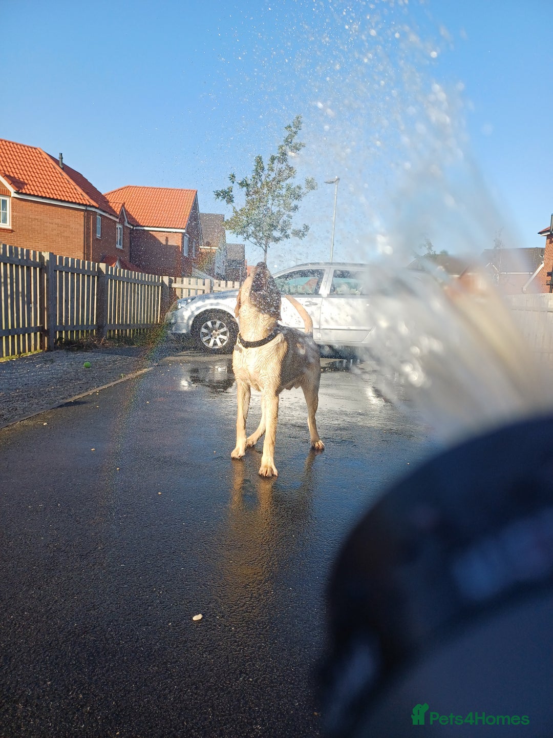 Mixed Breed dogs for sale: Male labrador cross  - Advert 3