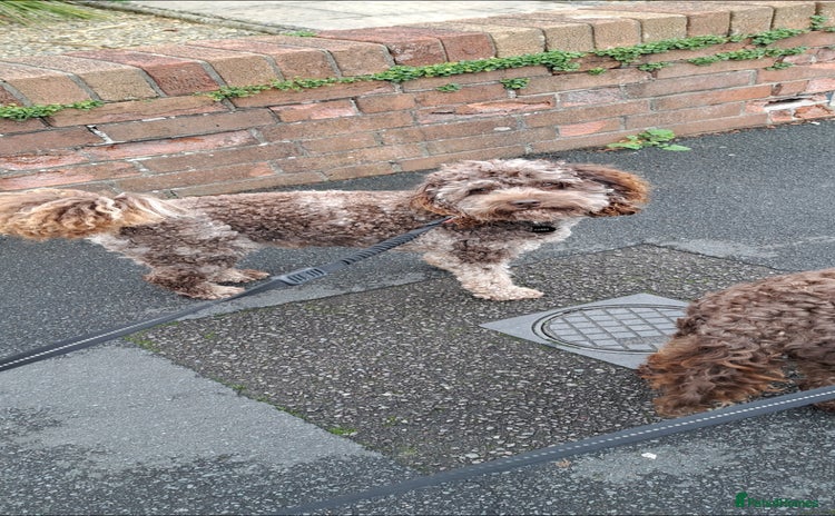 Cockapoo dogs in Bristol - Advert 8