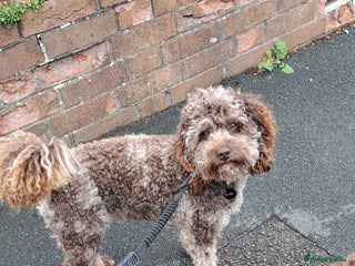 Cockapoo dogs in Bristol - Advert 8