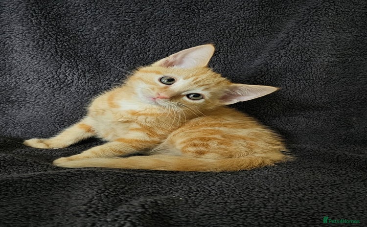 Maine Coon cats - Advert 1