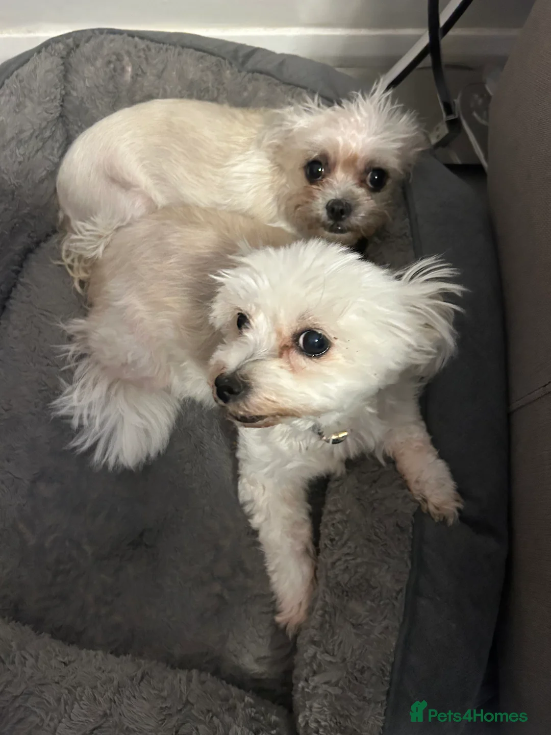 Mixed Breed dogs for sale: Lovely little dog - Advert 1