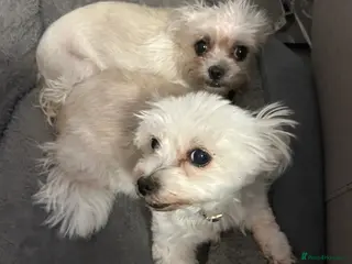 Mixed Breed dogs Lovely little dog - Advert 1