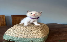 Ragdoll cats for sale: TICA Registered Ragdoll Kittens - Image 18