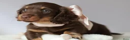 Miniature Dachshund dogs for sale: 5*Licensed Holistic +Kc reg+Pra Clear+Vet Checked - Advert 20