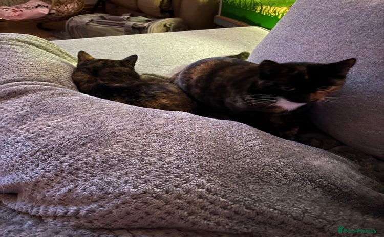 Mixed Breed cats - Advert 1