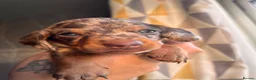 Miniature Dachshund dogs for sale: Beautiful kc miniature dachshund puppies - Advert 36