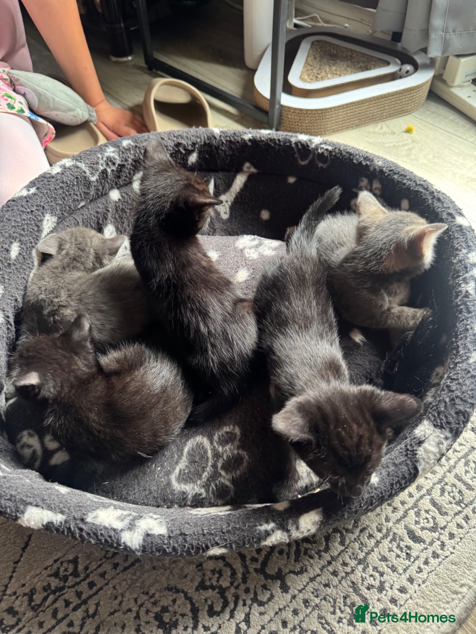 Mixed Breed cats Beautiful Kitten Litter – Born 1st June 2026 - Advert 4