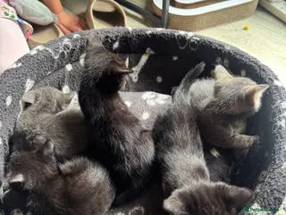 Mixed Breed cats Beautiful Kitten Litter – Born 1st June 2026 - Advert 4