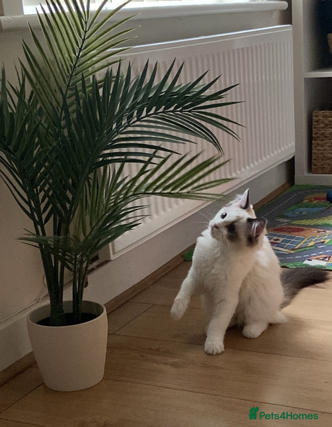 Ragdoll cats for sale: Female Ragdoll For Sale - Advert 3