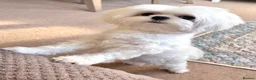 Maltese dogs for sale: Adorable Miniature Maltese Boy - Advert 2