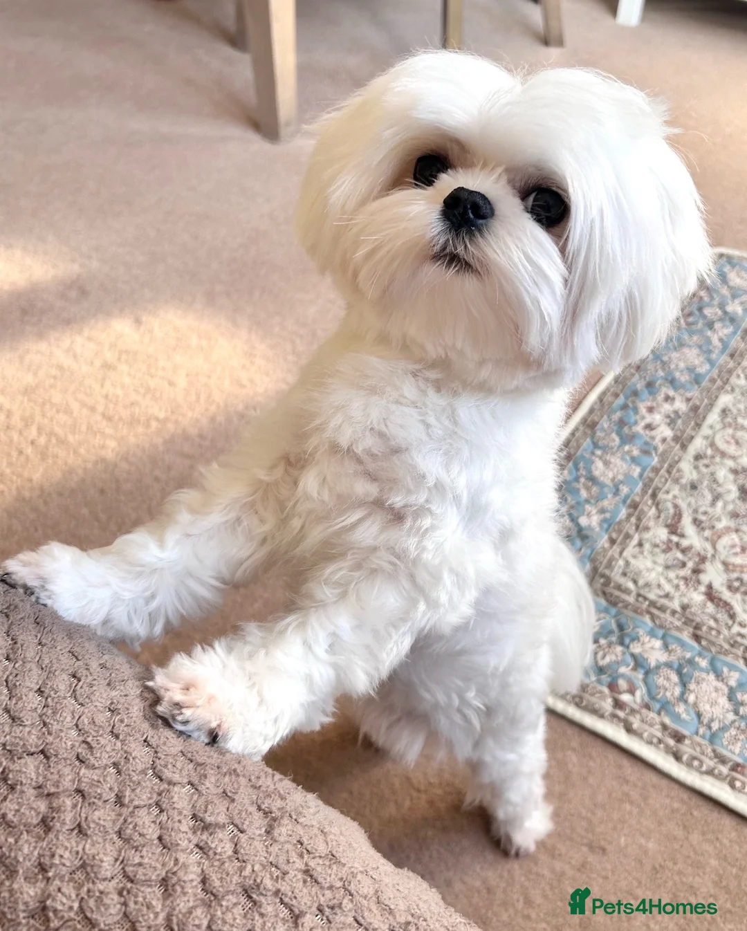 Maltese dogs for sale: Adorable Miniature Maltese Boy - Advert 2