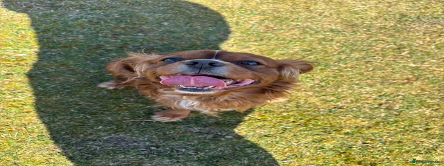 Humphrey 