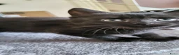 Mixed Breed cats for sale: Cute playful 5 kittens - Advert 9