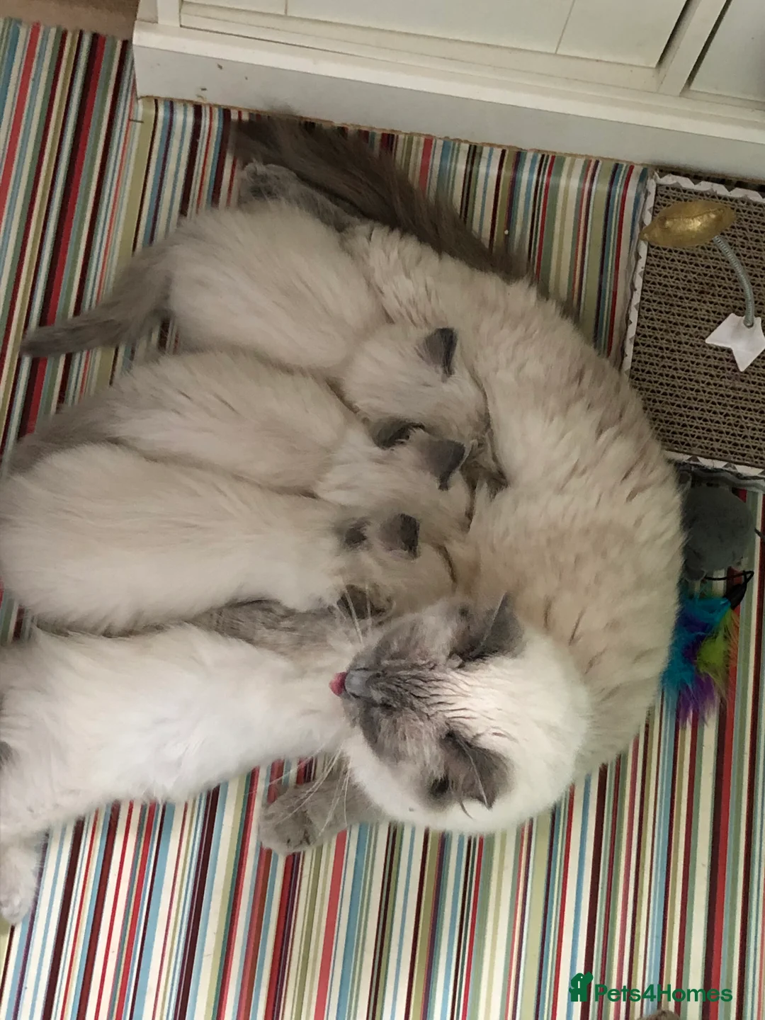 Ragdoll cats for stud: Stud Gccf Active duel Tica blue point  in Grantham - Advert 12