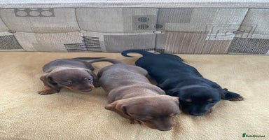 Dachshund dogs - Advert 2