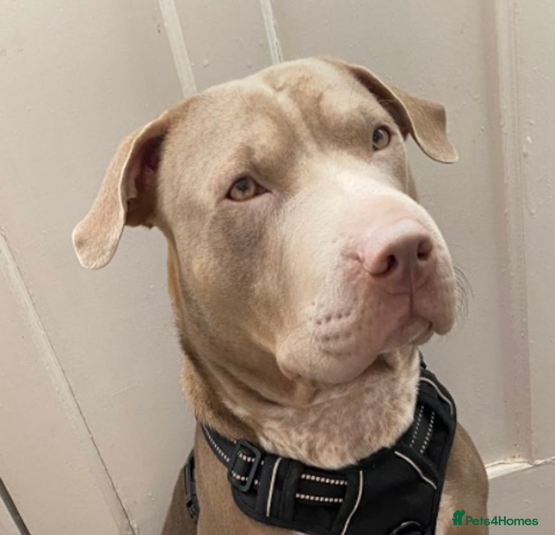 Mixed Breed dogs for sale: Emergency rehoming Roxy - Advert 1