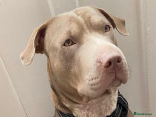 Mixed Breed dogs Emergency rehoming Roxy - Advert 1