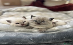 British Shorthair cats for sale: GGCF British shorthair Blue colourpoint kittens  - Image 1