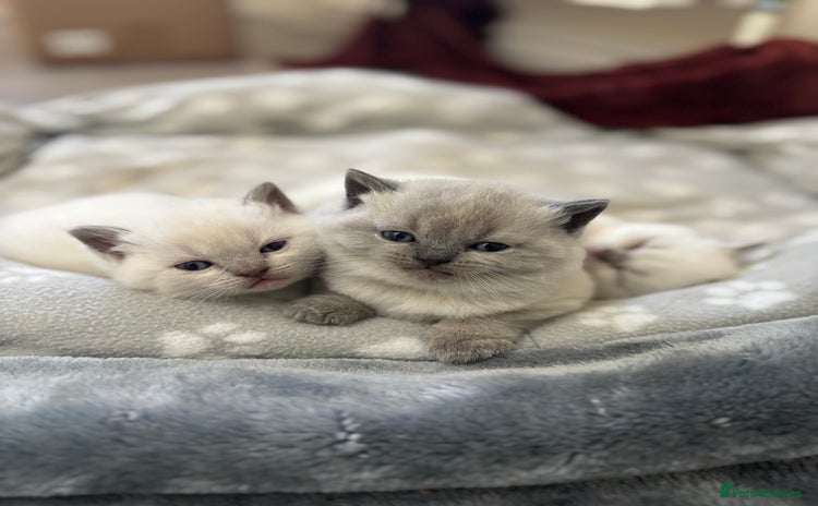British Shorthair cats - Advert 10