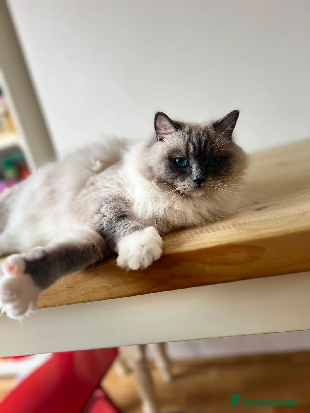 Ragdoll cats for sale: Beautiful Gentle 2-Year-Old Ragdoll  in London - Advert 2