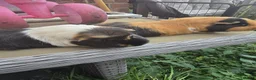 Guinea Pig rodents for sale: Free to good home in Doncaster - Advert 4
