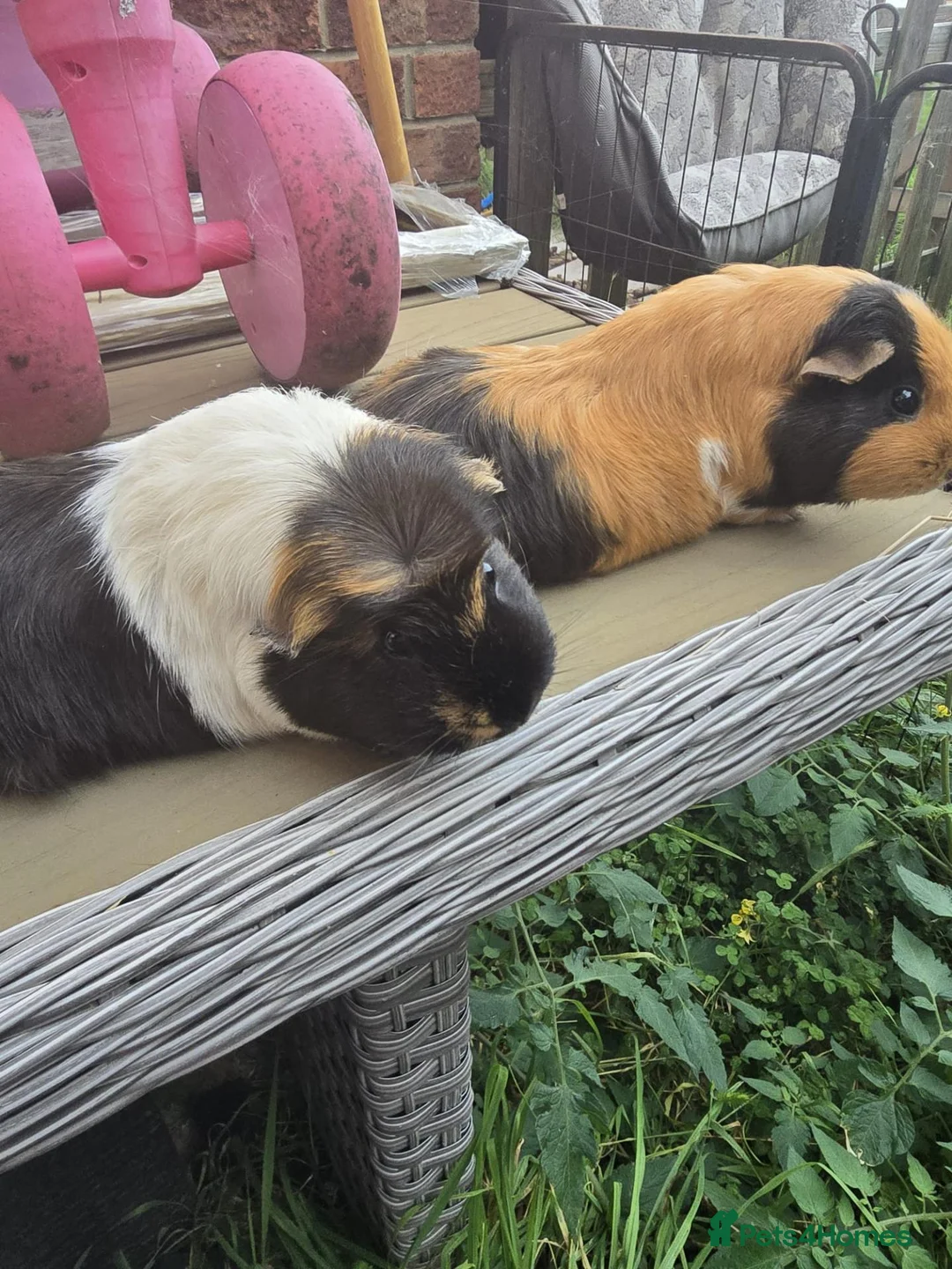Guinea Pig rodents for sale: Free to good home in Doncaster - Advert 4