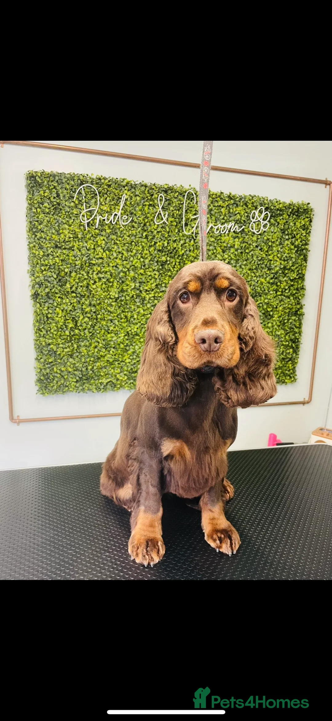 Cocker Spaniel dogs for sale: 🤎🧡 Show Cocker Spaniel Puppies For Sale - Advert 2