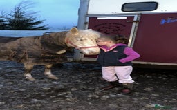 Riding pony horses for sale: For Sale Kids Lead Rein Pony! Safe and Bombproof - Advert 27