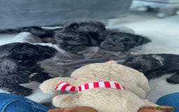 Miniature Schnauzer dogs for sale: KC Pedigree Mini Schnauzer - Image 16