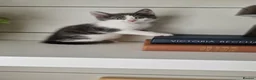 Maine Coon cats for sale: My maincoon Luna has had 7 beautiful kittens - Advert 8