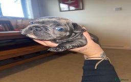 French Bulldog dogs for sale: Blue French bulldogs - Image 18