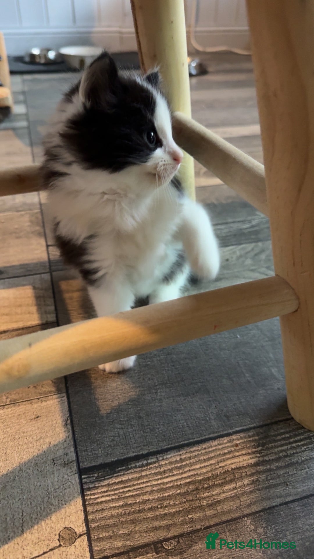 British Longhair cats for sale: Ragdoll x British long haired (calico) kittens - Image 17