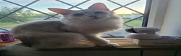 Maine Coon cats for sale: 2 maine coon boys - Advert 1