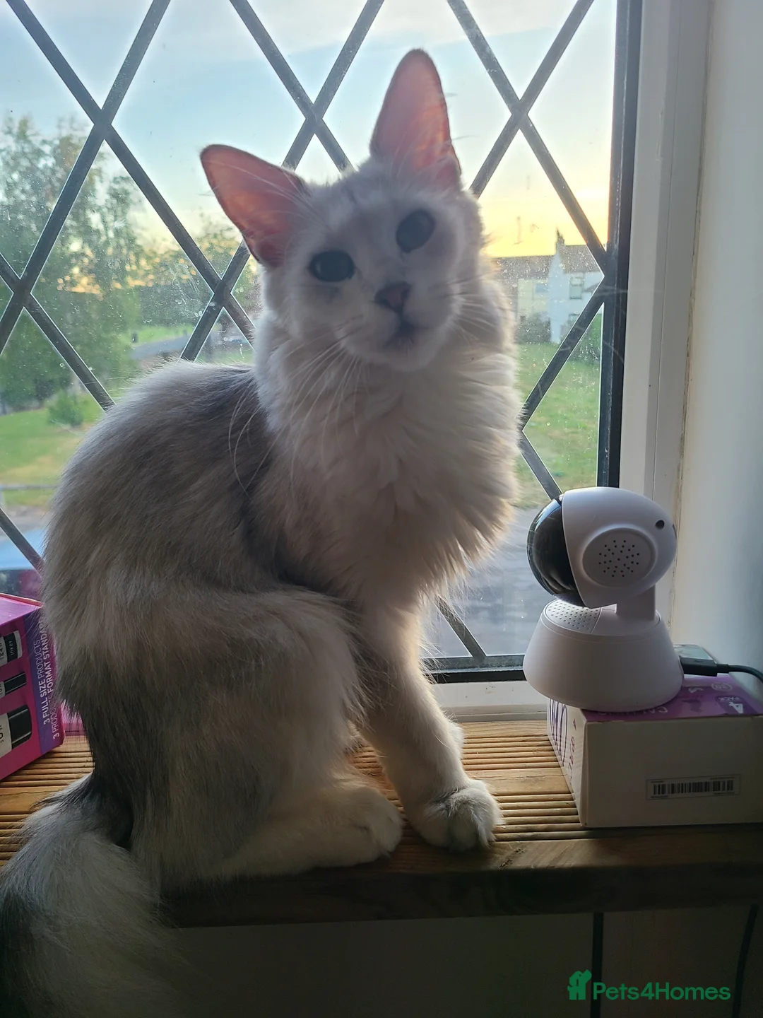 Maine Coon cats for sale: 2 maine coon boys - Advert 1