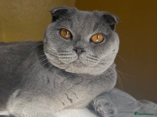 Scottish Fold cats for sale - Advert 1