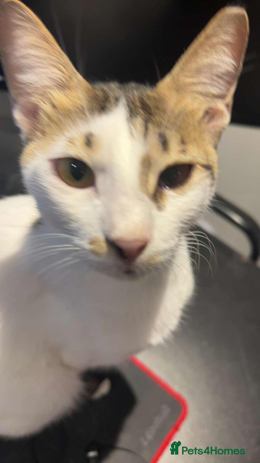 Mixed Breed cats for adoption: ANAKIN-HEALTHY HAPPY CUTE BOY MISSING FRONT PAW! - Advert 7