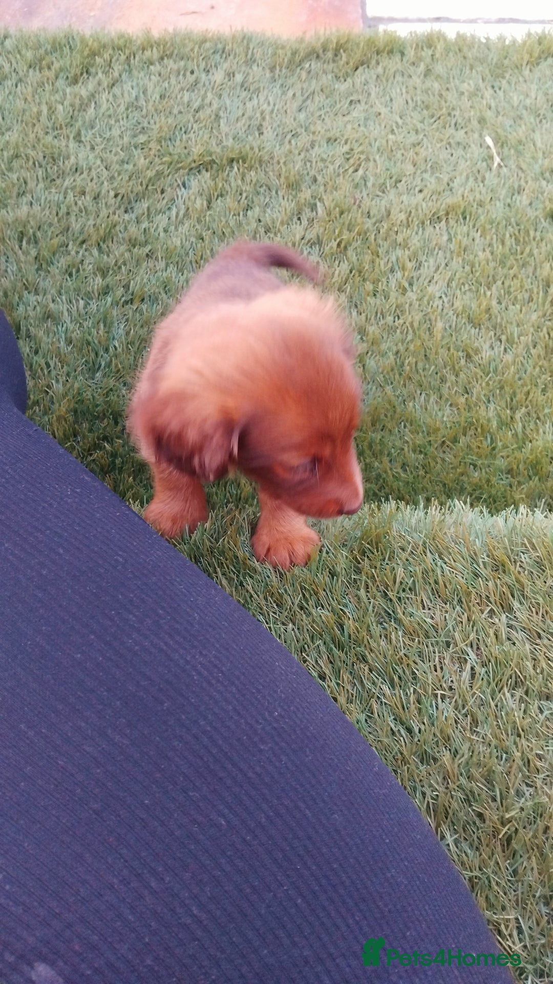 Miniature Dachshund dogs for sale: Daschund  - Image 7