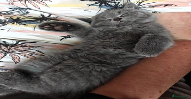 British Shorthair cats - Advert 16