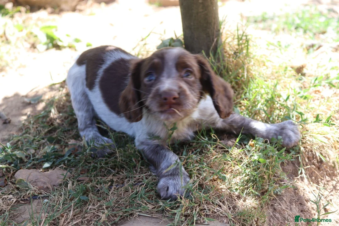 Cocker Spaniel dogs for sale: Working cockers  - Advert 2