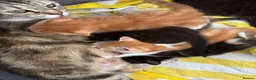 Mixed Breed cats for sale: Mixed breed kittens | Available today! | Hyde in Hyde - Advert 2