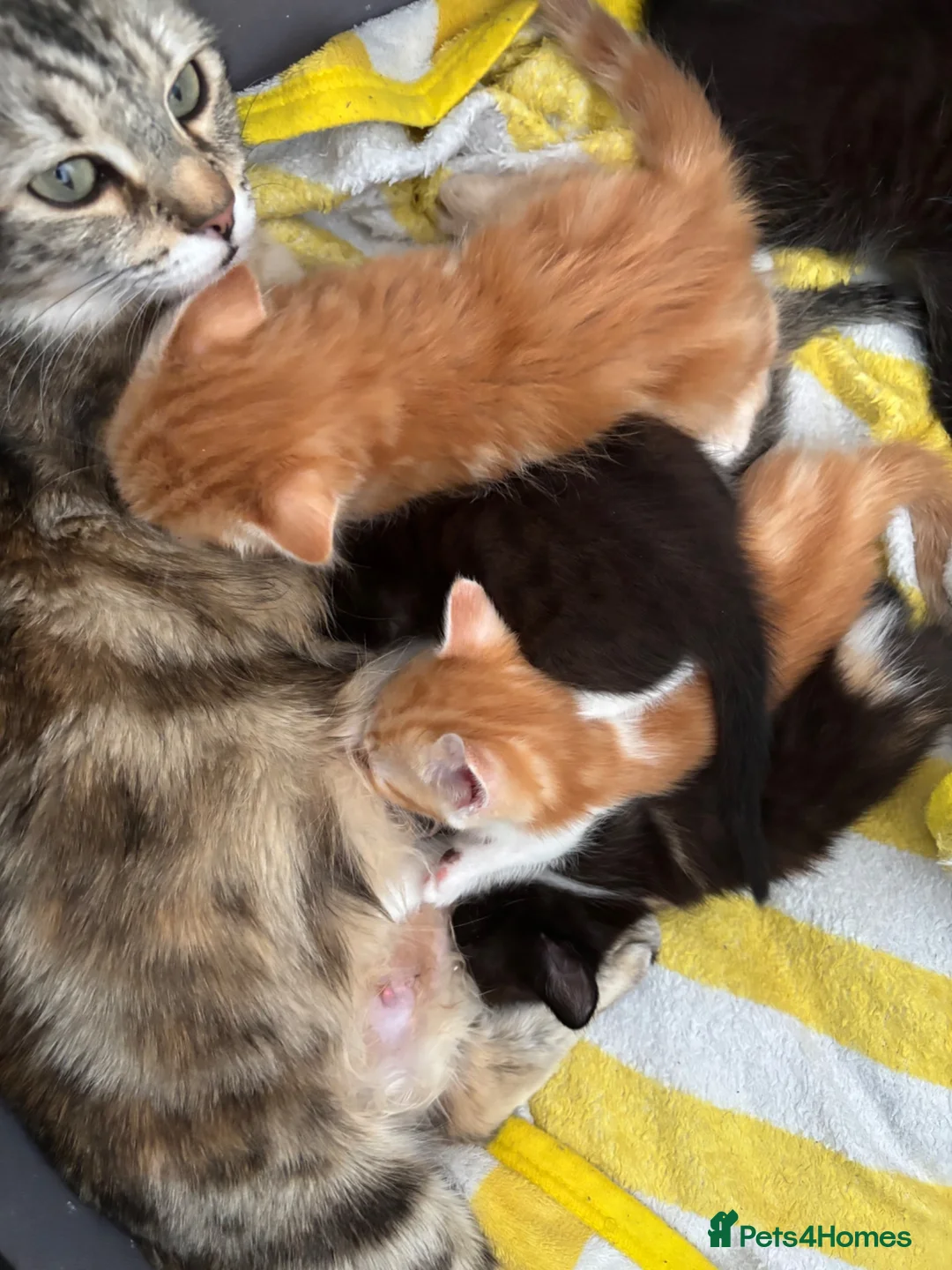 Mixed Breed cats for sale: Mixed breed kittens | Available today! | Hyde in Hyde - Advert 2