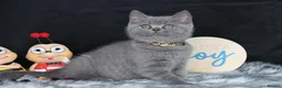 British Shorthair cats for sale: Tica registered British Shorthaired kittens - Advert 15