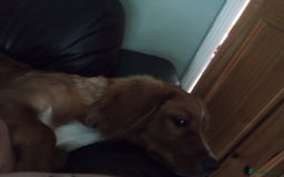 Mixed Breed dogs for sale: Puppy for sale - Image 1