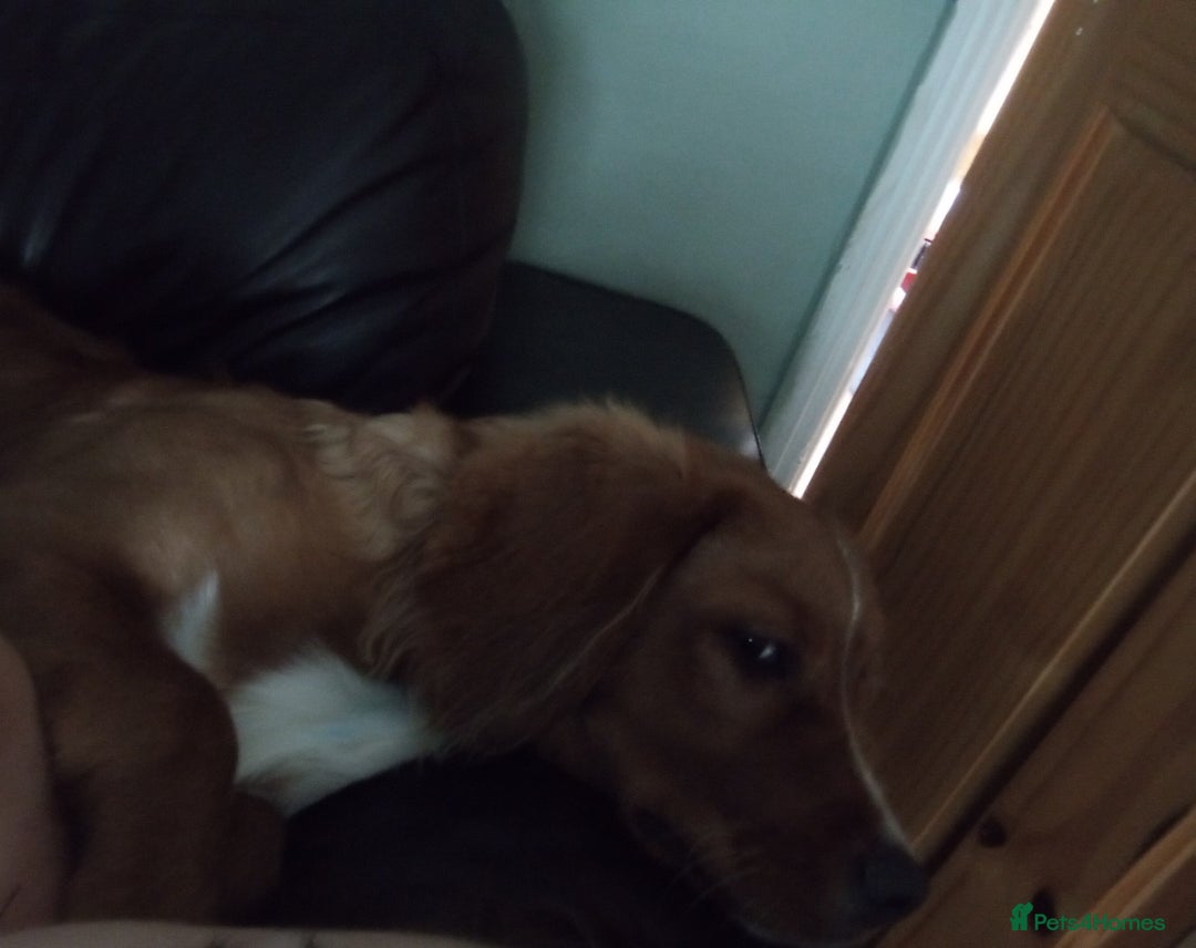Mixed Breed dogs for sale: Puppy for sale - Image 1