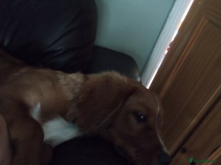 Mixed Breed dogs - Advert 8