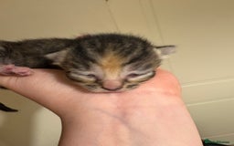 Domestic Shorthair cats for sale: Kitten for sale  - Image 3