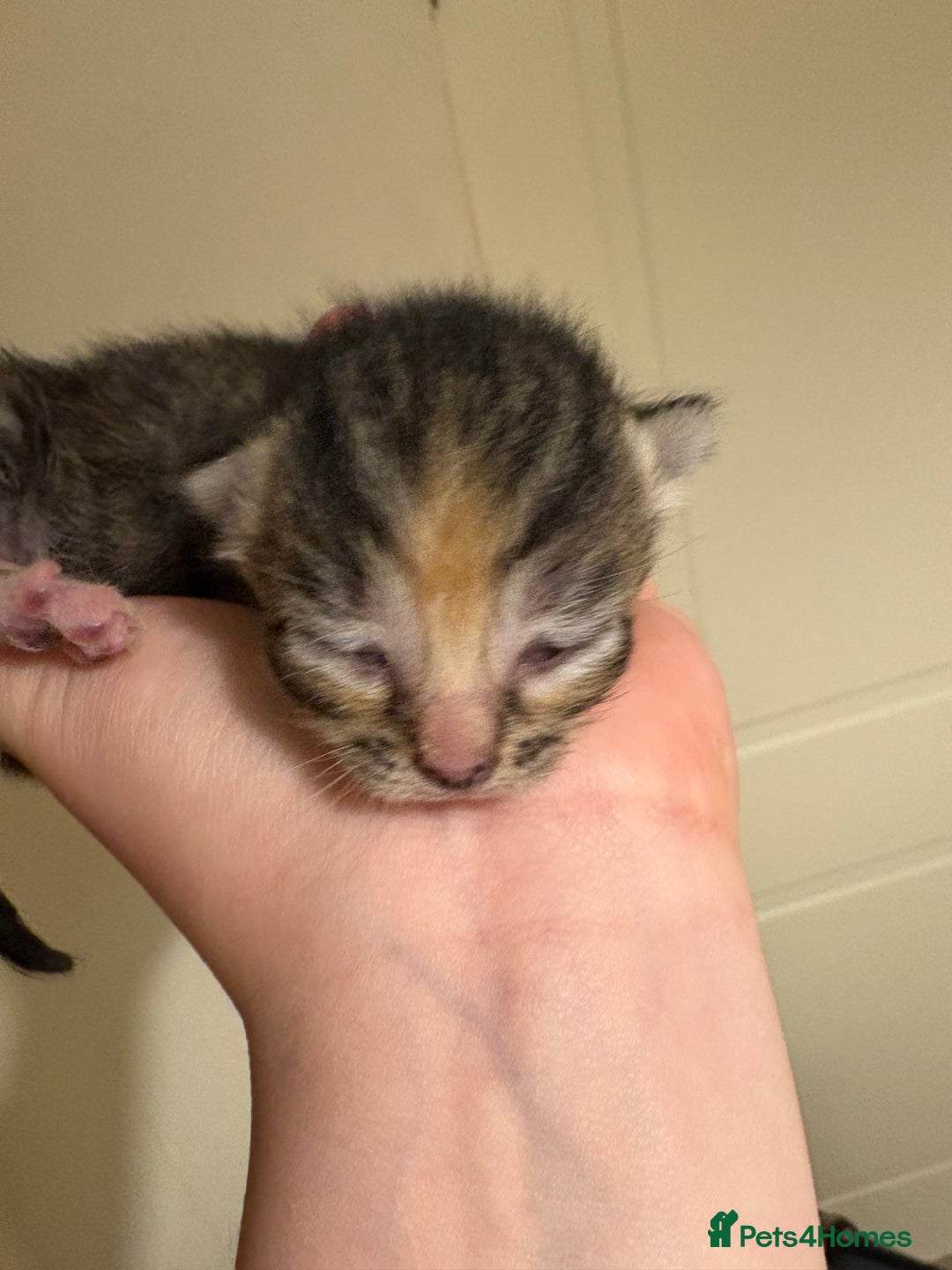 Domestic Shorthair cats for sale: Kitten for sale  - Image 3