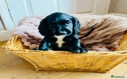 Cocker Spaniel dogs for sale:  (LAST 1) 2beautiful cocker spaniels left out of 7 - Image 3